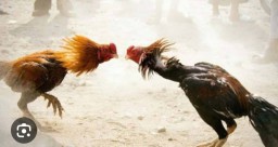 Makin Maraknya Judi Sabung Ayam di Desa Karangsono Kabupaten Blitar, Dijadikan Bisnis Secara Blak - Blakan