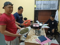 Ganja 1 Kg Siap Edar di Bondowoso Digagalkan, Satu Pelaku Diringkus
