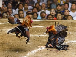 Warga Desa Kendal Rejo Kabupaten Trenggalek,Resah Adanya Judi Sabung Ayam dan Dadu; Kemana Pak Polisi Penegak Hukum