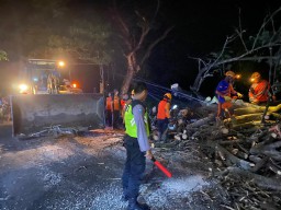 Polsek Prajekan Gerak Cepat Tangani Pohon Tumbang Yang Menutupi Akses Jalan