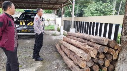 Polsek Klabang Amankan Puluhan Log Kayu Jati Hasil Illegal Logging
