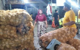Pedagang Buah Bengkoang di Pasar Keputran Surabaya, Setiap Harinya Melimpah