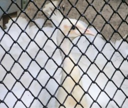 Merak Cantik Sekali Siap Menjadi Satwa Baru di Kebun Binatang Surabaya
