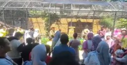Kebun Binatang Surabaya Telah Di Padati Pengunjung Di Hari Ulang Tahun Dua Anak Singa Afrika
