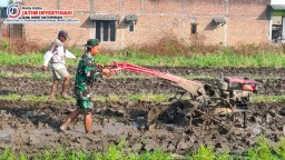 Satgas TMMD ke-120 Kodim 0816/Sidoarjo Bersinergi dengan Petani Desa Penambangan Untuk Ketahanan Pangan