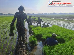 Kekompakan TNI Bersama Petani Tanam Bibit Padi Untuk Ketahanan Pangan Nasional