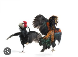 Ramai di Berbagai Media Sosial,Tarung Ayam Ratusan Juta Akan Gelar di Talun Blitar Besok,Kapolres Harus Bertindak dan Tegas