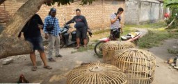 Polres Nganjuk Gerebek Arena Perjudian Sabung Ayam di Desa Sonoageng, Puluhan Motor dan barang Bukti Lain Diamankan