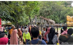 Kebun Binatang Surabaya Menjelang Tahun Baru Telah di Padati 19 Ribu Pengunjung
