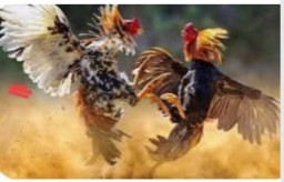 Maraknya Judi Sabung Ayam Kedungpring, Lamongan Resahkan Masyarakat