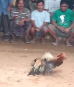 Apakah Mampu Kapolres Bangkalan Yang Baru, Tutup Arena Perjudian Sabung Ayam di Kokop