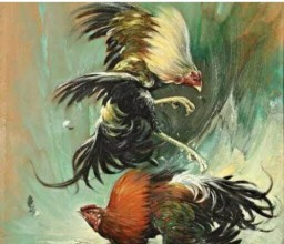Maraknya Sabung Ayam ,Kapolsek Tanjung Bumi Bangkalan Tutup Mata