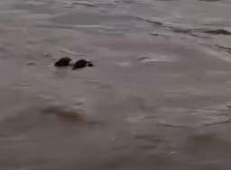 di Kejutkan Warga Sesosok Mayat Yang Terbawah Arus Sungai, Dam Rolak Songo, Desa Tarik