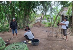 Polres Nganjuk Gerebek Lokasi Sabung Ayam di Baron