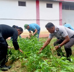 Bukan Sekadar Pembinaan, Lapas Narkotika Kelas IIA Pamekasan Jadi Pusat Produktivitas dengan Panen Kangkung