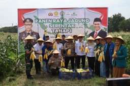 Polres Pelabuhan Tanjung Perak Ajak Mahasiswa Panen Jagung di Tambak Wedi, Dalam Rangka Swasembada Pangan