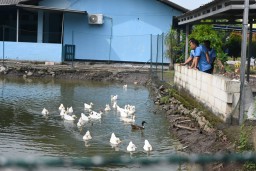 Lanud Muljono Panen Bebek, Wujud Nyata Ketahanan Pangan