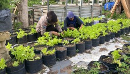 Pomosda Dukung Ketahanan Pangan Lewat Pemanfaatan Lahan Pekarangan