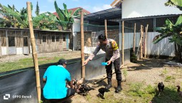 Budidaya Ayam Semi Umbaran di Pekarangan, Warga Kedungrejo Dukung Ketahanan Pangan