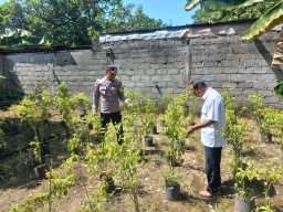 Optimalkan Pekarangan, Warga Sugihwaras Tanam Cabe Dukung Ketahanan Pangan
