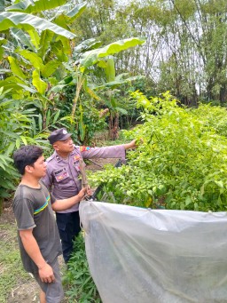 Bhabinkamtibmas Nglinggo Dukung Ketahanan Pangan Lewat Budidaya Cabai Merah