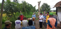 Kelompok Tani Ngudi Mulyo Desa Wonorejo Gelar Gerakan Pengendalian Wereng Batang Coklat, Dukung Keamanan Produksi Pangan