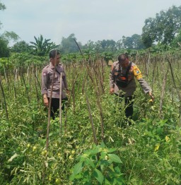 Bhabinkamtibmas Polsek Baron Dampingi Petani Manfaatkan Lahan Sela untuk Tanaman Terong