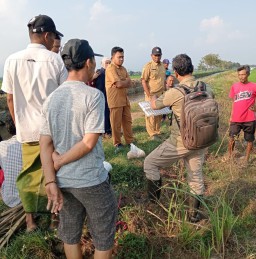 Sinergi Petani dan Pemerintah Desa Tangani Serangan Tikus di Lahan Sawah Jombang