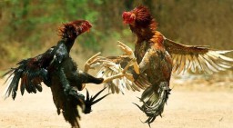 Polres Malang Kompak dan Bungkam Tak Satu Pun Bersuara Terkait Sabung Ayam,