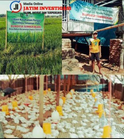 BUMDes Sumber Rejeki Desa Baban Dorong Ketahanan Pangan Lewat Padi dan Ayam Pedaging