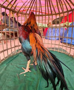 Istimewa? Judi Sabung Ayam di Desa Campor dan Desa Kasengan Kabupaten Sumenep Terkesan di Legalkan Oleh APH
