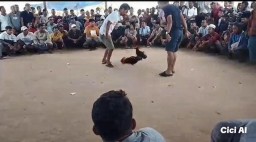 Kembali Marak Aktifitas Perjudian Sabung Ayam Taji di Desa Bira Tengah Kecamatan Sokobanah Kabupaten Sampang Seakan Tidak Kapok Beroperasi