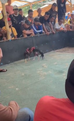 Sorotan Tajam! Diduga Ada Pembiaran Judi Sabung Ayam Berhadiah Fantastis di Sumenep, Kinerja Polres Dipertanyakan!