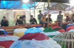 Lapor Kapolda Jatim Kok Diam, Event Besar Puluhan Juta Sabung Ayam di Balung Jember Digelar