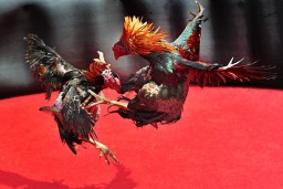 Perjudian Sabung Ayam dan Dadu Desa Lempeni Kecamatan Tempeh Lumajang Omsite 100 Juta;Beranikah Penegak Hukum Polres Lumajang Tertibkan
