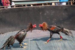 Wisata Arena Perjudian sabung Ayam dan Dadu Bondowoso Semakin Meningkat;Terimakasih Bapak Kapolres