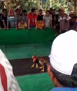 Sabung Ayam di Pondok Dalem Semboro Semakin Bebas, Kinerja Polres Jember Perlu di Pertanyakan