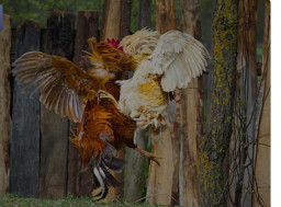 Judi Sabung Ayam di Sedati Sidoarjo, Masyarakat Menanti Ketegasan Polresta Sidoarjo 