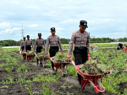 Live In' : Siswa Diktukba SPN Polda Jatim  Bantu Petani Bawang Merah di Nganjuk