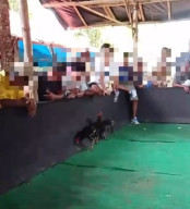 Sempat Tutup Perjudian Sabung Ayam di Karang Duren, Balung Jember, Kini Beraktivitas Kembali