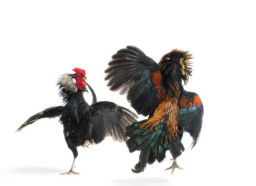 Sempat Dibubarkan Arena Judi Sabung Ayam di Desa Belung Poncokusumo Malang Kembali Dibuka Untuk Umum