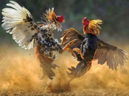 Aktivitas Perjudian Sambung Ayam di Kawasan Dumpring Lamongan Kembali Mencuat