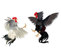 Maraknya Sabung Ayam di Sumbersari, Tak Tersentuh Hukum, Masyarakat dibuat Resah