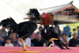 Sabung Ayam Kembali Marak di Dekat Krajan Jatisari Jenggawah, Polres Jember Dituntut Tindak Tegas Pelaku Perjudian