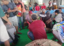 Praktik Judi Sabung Ayam Kembali Beroperasi Secara Terang-terangan Setiap Pekan