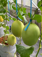 Wujudkan Ketahanan Pangan, PLN UIP JBTB Dorong Budidaya Melon Hidroponik Melalui Pembangunan Greenhouse di Desa Winong