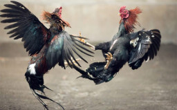 Sempat di Bubarkan Sabung Ayam di Karang Duren Jember, Kini Aktivitas Kembali