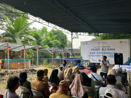 Panen Lele Raya di Gayungan, YBM PLN UIP JBTB Teguhkan Pemberdayaan Ekonomi Berkelanjutan