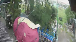 Angin Kencang Tumbangkan Pohon, Pick Up Tertimpa di Wonocolo Taman Sidoarjo