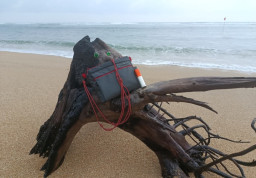 Seorang telah Menemukan  Kayu di Pinggir Pantai Ternyata Jenis Langka “Bogwood Petir” Bernilai Tinggi